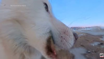 Sled dog pinches a US$700 360 camera – and the 'pawpetrator' was caught in the act by inadvertently hitting record