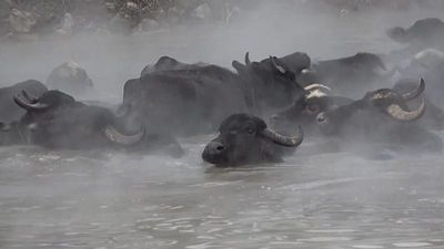 Turkey: Unusual footage shows water buffaloes soaking in hot springs