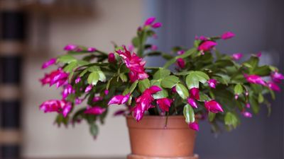 What Your Christmas Cactus Actually Needs in February for a Massive Flower Growth Spurt in Spring