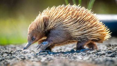 Scorpios to Ants: Animals that aren't afraid of fire