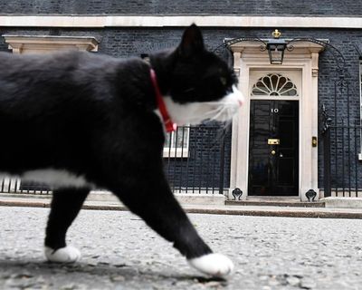 Chief mouser Palmerston dies after swapping Foreign Office for Bermuda