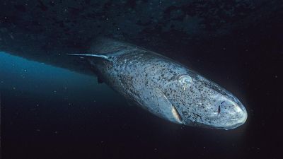Built to live for centuries, Greenland sharks are charting uncertain waters