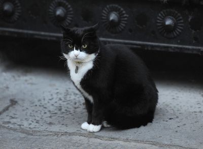 Beloved UK chief mouser cat Palmerston dies aged 12 after serving Boris Johnson as No.10’s Larry leads tributes
