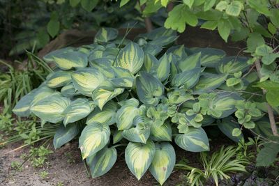 12 Plants That Love Shade and Flourish Where Sun Won’t