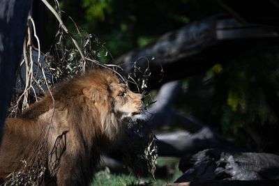 From cigarette-smoking orangutans to lavender for lions: Melbourne zoo’s dark history gives way to progressive animal care