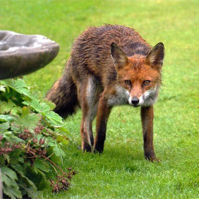 Foxes will avoid your garden if you sprinkle this 1 kitchen ingredient around your borders – it’s easy, humane and free