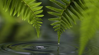 These 7 Captivating Plants Have Mythical Origins – and They’re Easy to Grow in Any Yard