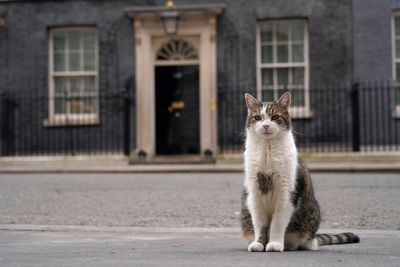 Larry the cat, Britain's Chief Mouser at 10 Downing Street for 15 years, in photos