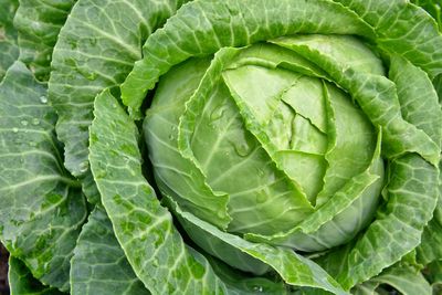 Cabbage Core – the trend that’s here to stay