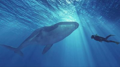 Viral diving video turns dangerous: Oman issues urgent warning after man swims with killer whale