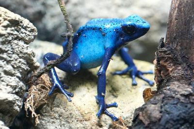 The poison dart frog toxin linked to Navalny’s death, explained