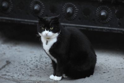 Palmerston, former Foreign Office chief mouser, dies in Bermuda