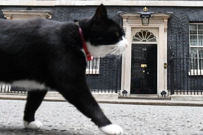 Tributes paid to beloved political cat after death in Bermuda