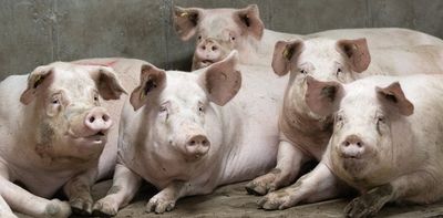 Gene-edited meat in Canada: To label or not to label?