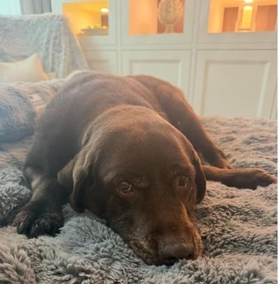 Ant McPartlin ‘devastated’ as beloved dog Hurley is put down