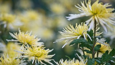 Lucky Cut Flowers for the Year of the Fire Horse – 7 Blooms to Bring Into Your Home for Months of Good Fortune