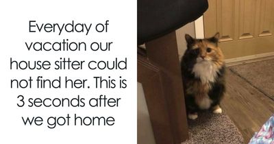 115 Silly Cats Who Are Just Out There Living Their Lives