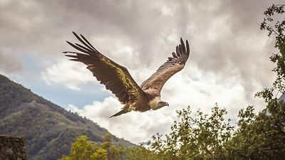 Return of Sardinia’s griffon vultures hailed as one of Italy’s greatest conservation success stories