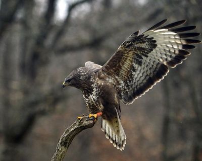 Country diary: An anxious buzzard has me mirroring its movements