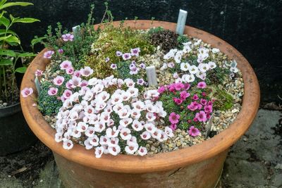 How to create the perfect alpine container