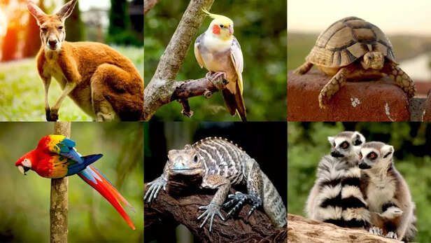 From large wild animals to native birds- pets that are…
