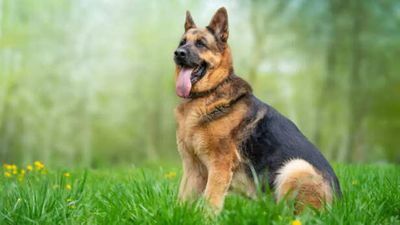 Raising a Happy German Shepherd: Tips Every Owner Should Know