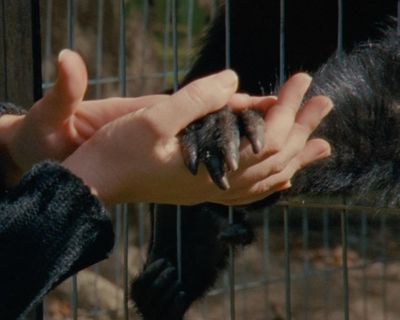 Collective Monologue review – sensuous zoo study foregrounds contacts between keepers and creatures