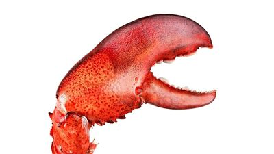 Austrian creator of viral OpenClaw joins OpenAI to build “next generation” of AI agents