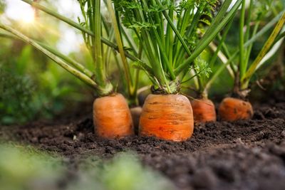 9 Seeds You Can Plant Immediately — No Matter the Weather