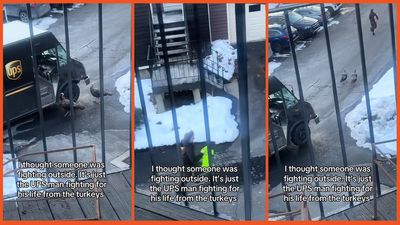 ‘I’m 40 years old, I can’t be dealing with this!’: UPS driver fights for his life as he’s chased by a gang of turkeys while on the job