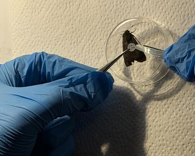 Scientists to track 10,000 moths across Australia, using little more than eyelash glue and confetti-like tags