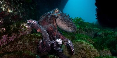 Beyond the beaches, Wellington’s catastrophic sewage spill could be bad news for coastal ecosystems