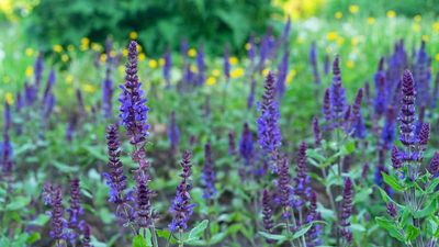 How to Divide Salvias and Revive Them for Stunning Flowers – Do It Now Before They Wake in Spring