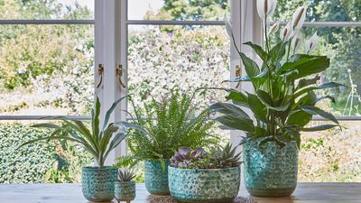 9 Signs Your Indoor Plants Have Draft Damage – And What To Do About It