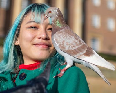 The Norwich pigeon wars: how birds are dividing a UK city