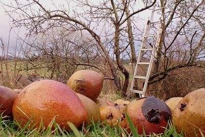 Country diary: It’s extraordinary how much our orchards are founded on connection