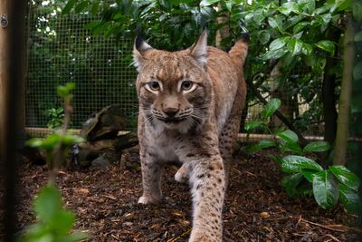 Eurasian lynx takes first steps in UK sanctuary after rescue from Ukraine