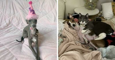 48 Adorably Silly Images Of Italian Greyhounds That Prove Why Everyone Is Obsessed With Them
