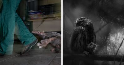 Natural History Museum Reveals Wildlife Photographer Of The Year 2025 Winners (33 Pics)
