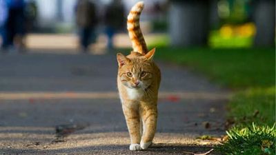 Indoor vs Outdoor cats: How to keep your feline safe, healthy, and happy