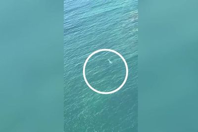 Great White Shark circles unaware divers off Australian coast