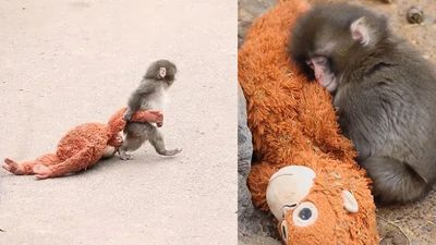 Baby Monkey Abandoned by Its Mother Clings to and Snuggles Up to a Plush Toy