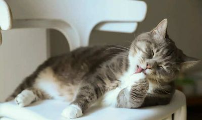 When Your Cat Licks You, What Are They Really Saying?