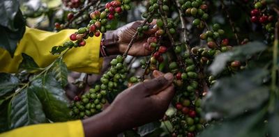 Coffee crops are dying from a fungus with species-jumping genes – researchers are ‘resurrecting’ their genomes to understand how and why