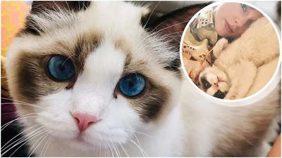 Taylor Swift's Blue-Eyed Ragdoll, Benjamin Buttons, Has The Cutest Purrfect Obsession With Her Pillow