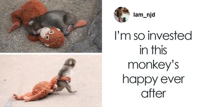 After Baby Monkey Goes Viral For Cuddling Stuffed Toy,, Zookeeper Explains Why He Was Abandoned