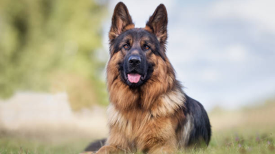 Keep Your German Shepherd Fit: Exercise and Brain Games That Work