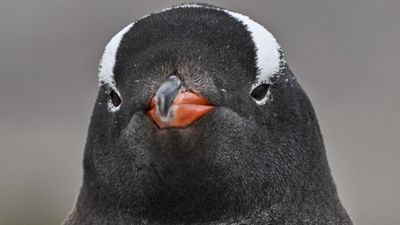 After Microsoft couldn't keep its AI hands to itself, a notoriously complex Linux distro has started its long march away from GitHub