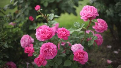 What to Do With Roses in February – 4 Tasks to Guarantee an Outstanding Display of Flowers This Summer
