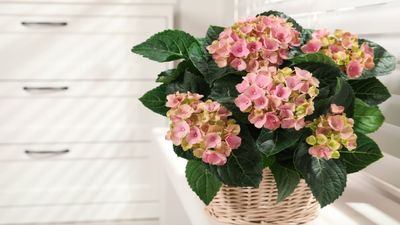 5 reasons your indoor hydrangea wilts in winter — and how to fix each one